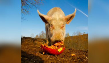 Nurture & Nourish: Pumpkins, Pigs, and Glorious Goats | Dalton, PA