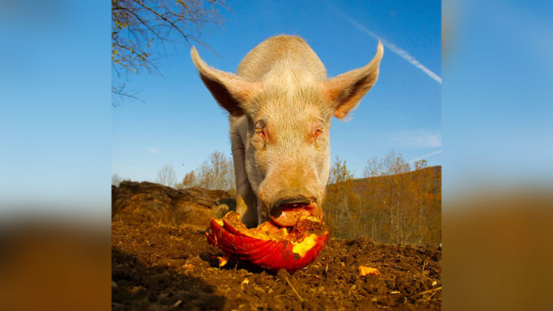 Nurture & Nourish: Pumpkins, Pigs, and Glorious Goats | Dalton, PA