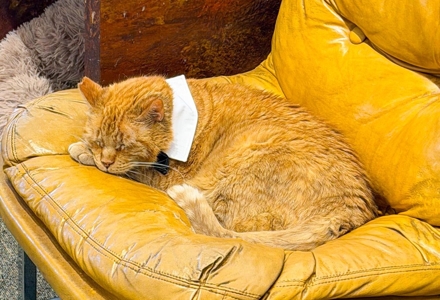 From stray to fame: Hank the Tank celebrated by community – The Lafayette