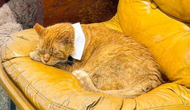 From stray to fame: Hank the Tank celebrated by community – The Lafayette