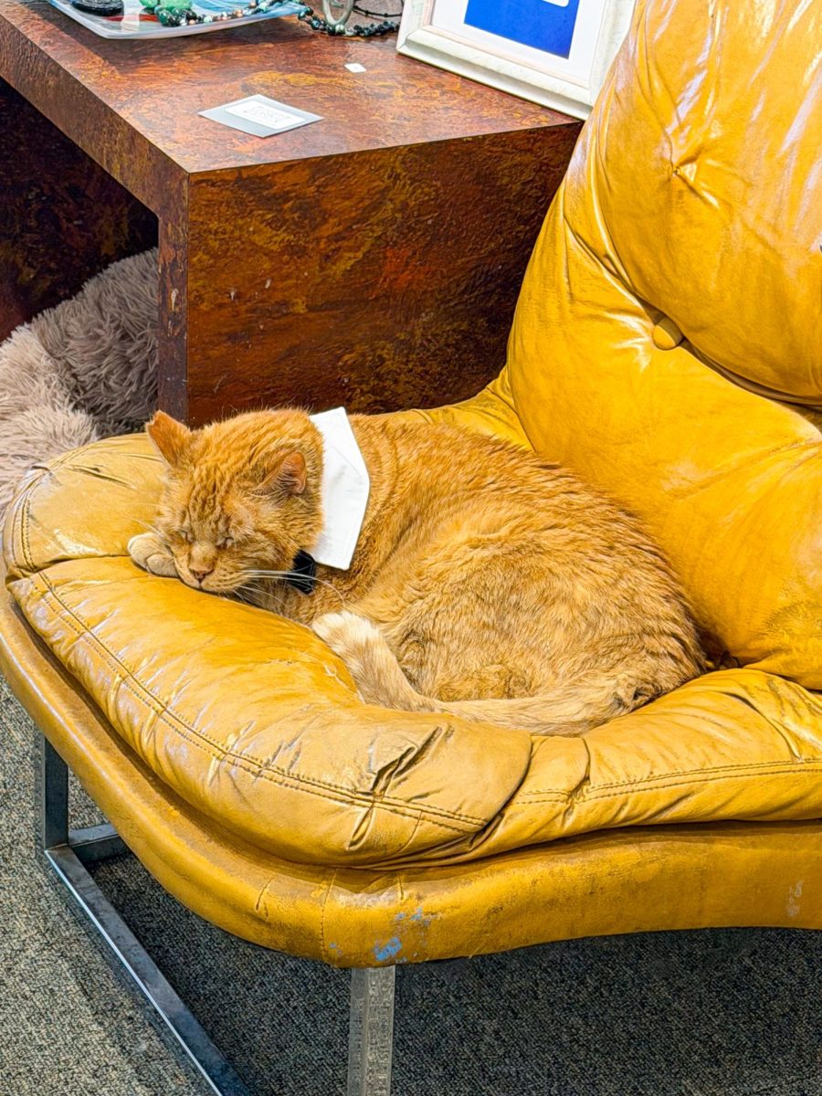Hank the Tank can be found curled up in a ball at the Connexions Gallery.