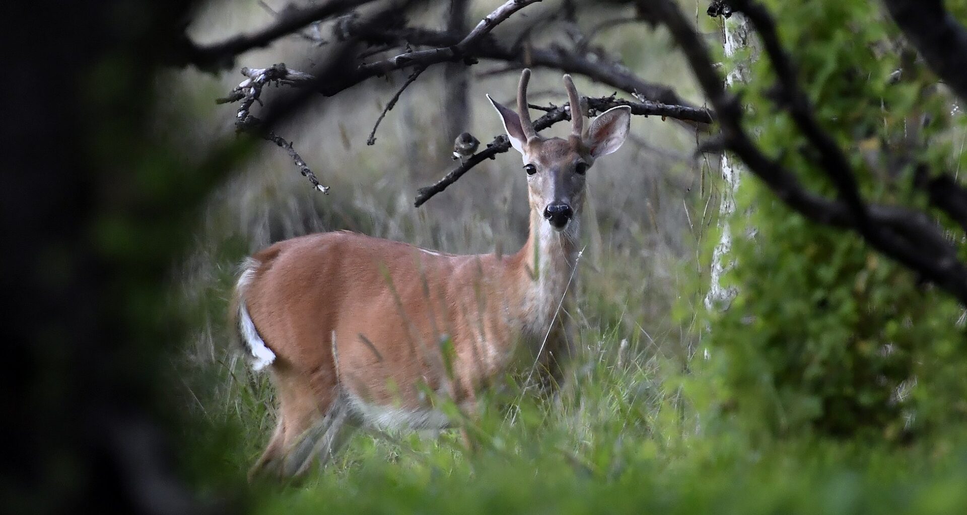 Deer hunting will return to Mount Penn, Antietam Lake Park this fall