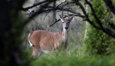 Deer hunting will return to Mount Penn, Antietam Lake Park this fall