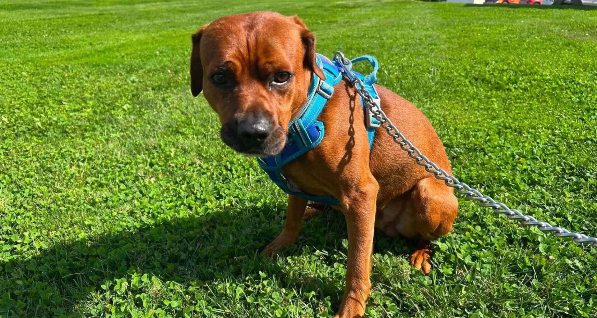 Two charged with neglecting animals in a condemned home in Scranton