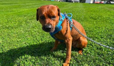 Two charged with neglecting animals in a condemned home in Scranton