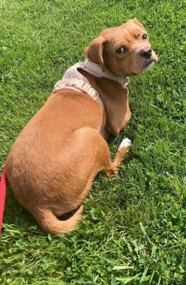 One of the dogs rescued from an condemned residence last month. The dog was among six taken to Griffin Pond Animal Shelter (SUBMITTED)