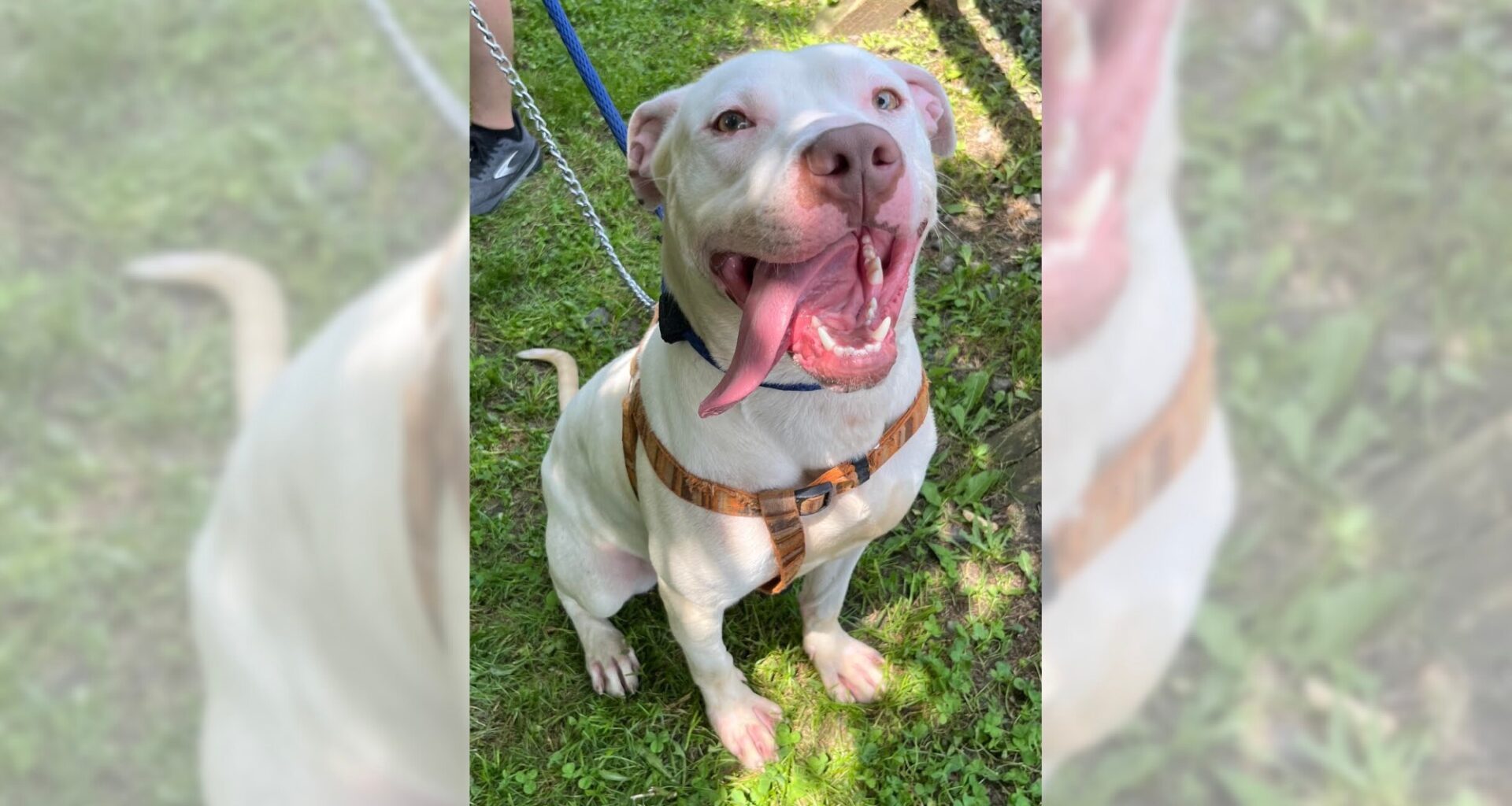 Pets of the Week, sponsored by Dr. PAWS, September 6, 2026