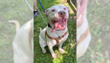 Pets of the Week, sponsored by Dr. PAWS, September 6, 2026