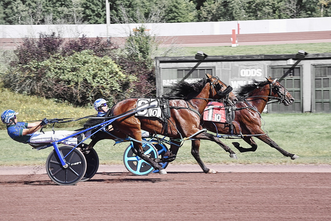 Shalom Hanover
