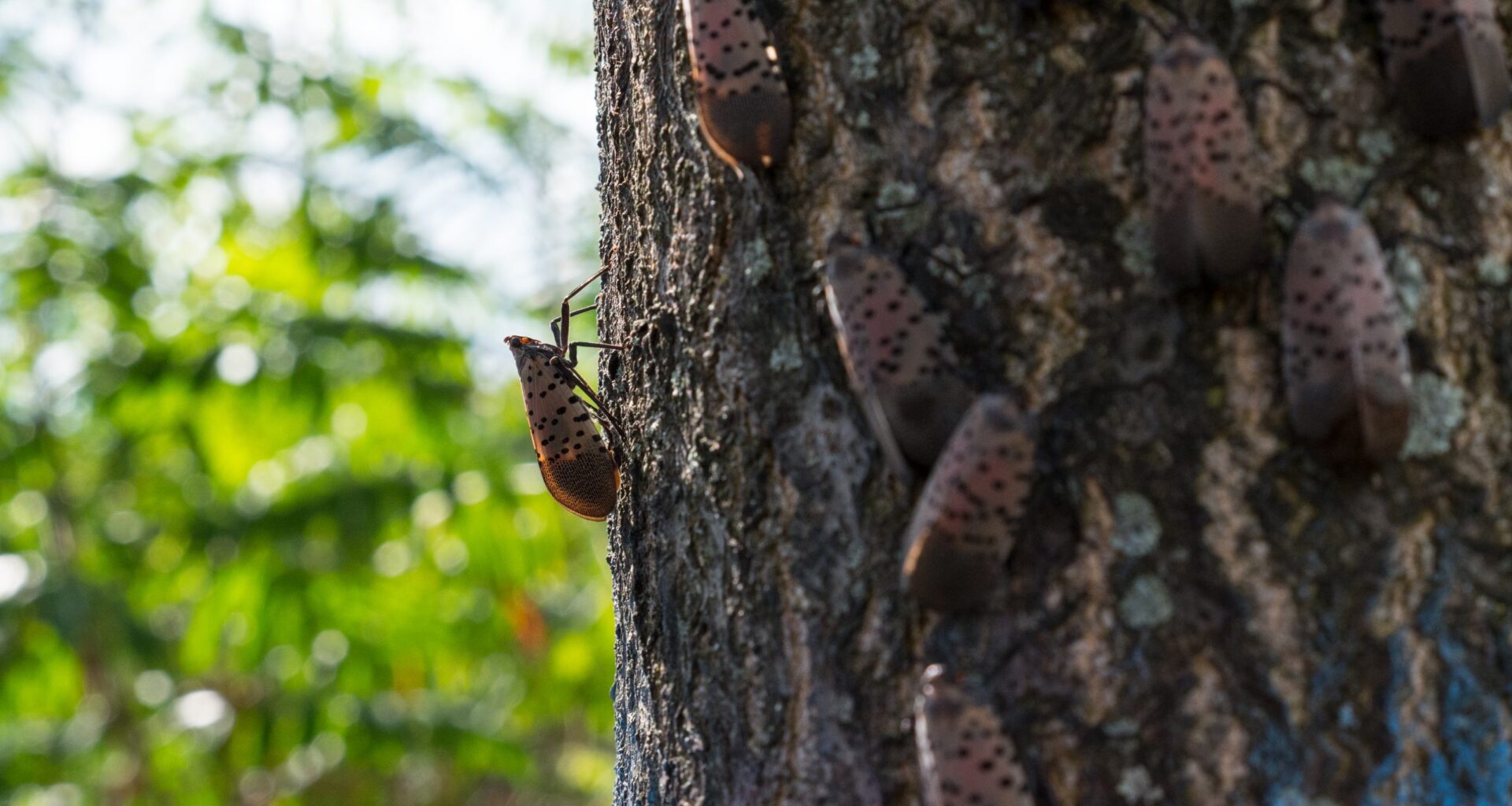 Where did all of Pittsburgh’s spotted lanternflies go?