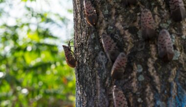 Where did all of Pittsburgh’s spotted lanternflies go?