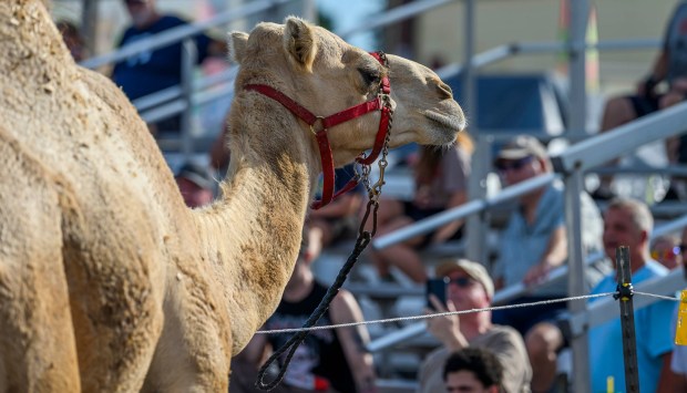 People enjoy the food, sights and sounds Thursday, Sept. 03, 2026, at the Allentown Fair, which continues through Monday. (April Gamiz/The Morning Call)