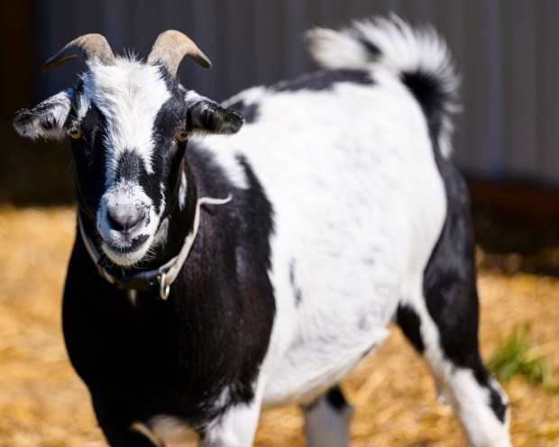 Goats enjoy the weather Friday, Sept. 25, 2026, at Valley Fruits & Veggies on Locust Road in East Allen Township. Valley Fruits & Veggies offers snacks like apple cider slushies and handmade apple cider donuts, as well as a corn maze, tractor rides and a fun play area. (April Gamiz/The Morning Call)