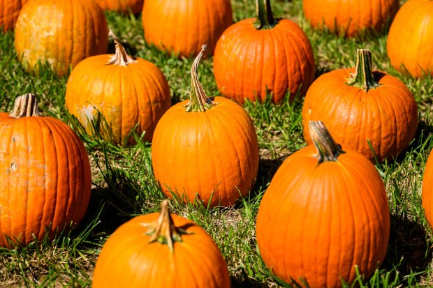 Pumpkins of all shape and sizes are available Friday, Sept. 25, 2026, at Valley Fruits & Veggies on Locust Road in East Allen Township. Valley Fruits & Veggies offers snacks like apple cider slushies and handmade apple cider donuts, as well as a corn maze, tractor rides, goats and a fun play area. (April Gamiz/The Morning Call)