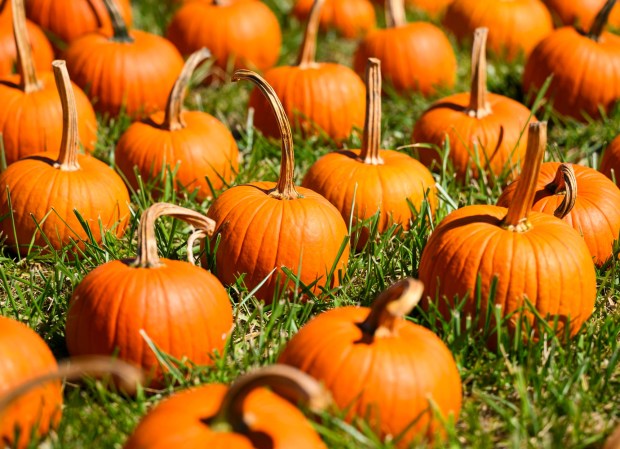Pumpkins of all shape and sizes are available Friday, Sept. 25, 2026, at Valley Fruits & Veggies on Locust Road in East Allen Township. Valley Fruits & Veggies offers snacks like apple cider slushies and handmade apple cider donuts, as well as a corn maze, tractor rides, goats and a fun play area. (April Gamiz/The Morning Call)
