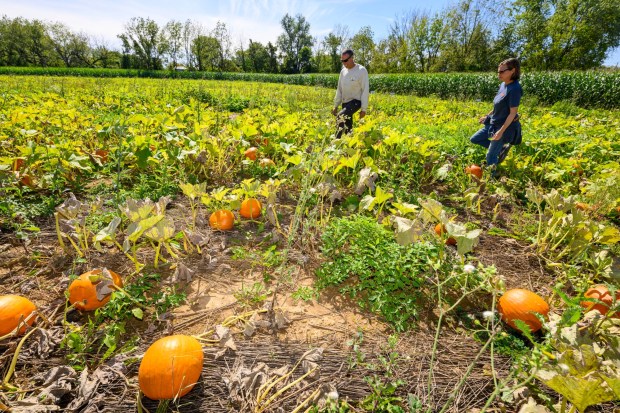 Deb and Chris Colitas, owners of Valley Fruits & Veggies, harvest pumpkins Friday, Sept. 25, 2026, at their farm on Locust Road in East Allen Township. Valley Fruits & Veggies offers snacks like apple cider slushies and handmade apple cider donuts, as well as a corn maze, tractor rides, goats and a fun play area. (April Gamiz/The Morning Call)
