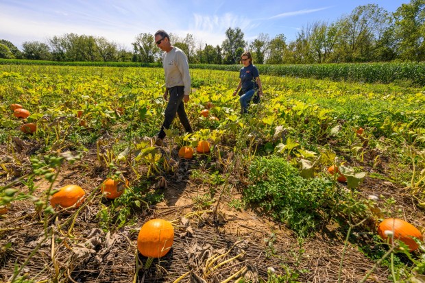 Deb and Chris Colitas, owners of Valley Fruits & Veggies, harvest pumpkins Friday, Sept. 25, 2026, at their farm on Locust Road in East Allen Township. Valley Fruits & Veggies offers snacks like apple cider slushies and handmade apple cider donuts, as well as a corn maze, tractor rides, goats and a fun play area. (April Gamiz/The Morning Call)