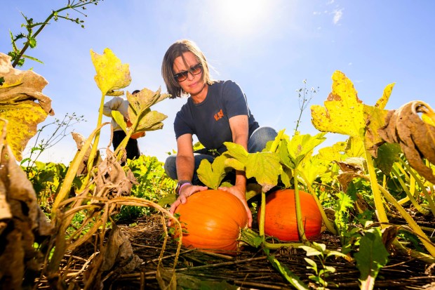 Deb and Chris Colitas, owners of Valley Fruits & Veggies, harvest pumpkins Friday, Sept. 25, 2026, at their farm on Locust Road in East Allen Township. Valley Fruits & Veggies offers snacks like apple cider slushies and handmade apple cider donuts, as well as a corn maze, tractor rides, goats and a fun play area. (April Gamiz/The Morning Call)