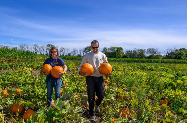 Deb and Chris Colitas, owners of Valley Fruits & Veggies, harvest pumpkins Friday, Sept. 25, 2026, at their farm on Locust Road in East Allen Township. Valley Fruits & Veggies offers snacks like apple cider slushies and handmade apple cider donuts, as well as a corn maze, tractor rides, goats and a fun play area. (April Gamiz/The Morning Call)