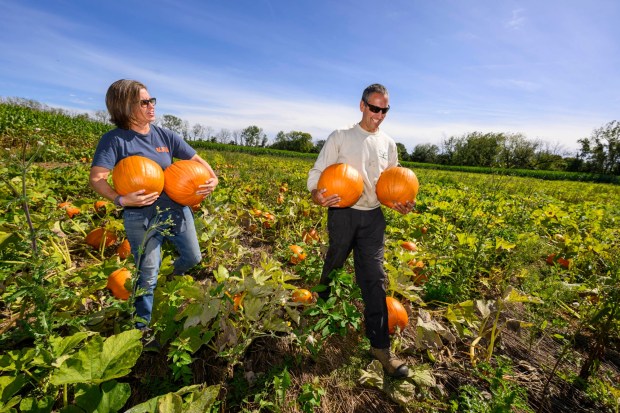 Deb and Chris Colitas, owners of Valley Fruits & Veggies, harvest pumpkins Friday, Sept. 25, 2026, at their farm on Locust Road in East Allen Township. Valley Fruits & Veggies offers snacks like apple cider slushies and handmade apple cider donuts, as well as a corn maze, tractor rides, goats and a fun play area. (April Gamiz/The Morning Call)