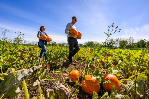 Deb and Chris Colitas, owners of Valley Fruits & Veggies, harvest pumpkins Friday, Sept. 25, 2026, at their farm on Locust Road in East Allen Township. Valley Fruits & Veggies offers snacks like apple cider slushies and handmade apple cider donuts, as well as a corn maze, tractor rides, goats and a fun play area. (April Gamiz/The Morning Call)