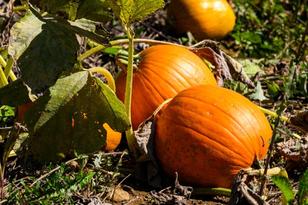 Pumpkins of all shape and sizes are available Friday, Sept. 25, 2026, at Valley Fruits & Veggies on Locust Road in East Allen Township. Valley Fruits & Veggies offers snacks like apple cider slushies and handmade apple cider donuts, as well as a corn maze, tractor rides, goats and a fun play area. (April Gamiz/The Morning Call)