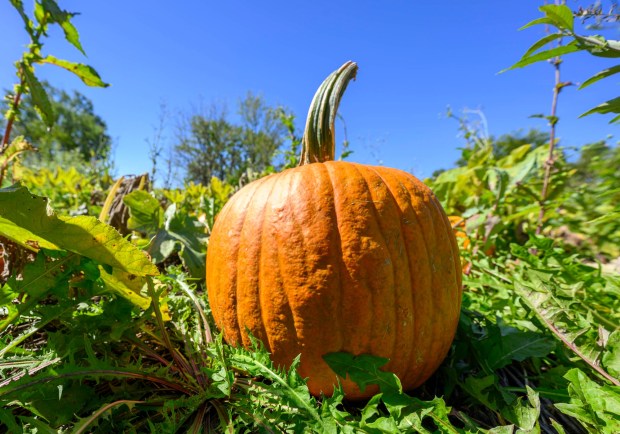 Pumpkins of all shape and sizes are available Friday, Sept. 25, 2026, at Valley Fruits & Veggies on Locust Road in East Allen Township. Valley Fruits & Veggies offers snacks like apple cider slushies and handmade apple cider donuts, as well as a corn maze, tractor rides, goats and a fun play area. (April Gamiz/The Morning Call)