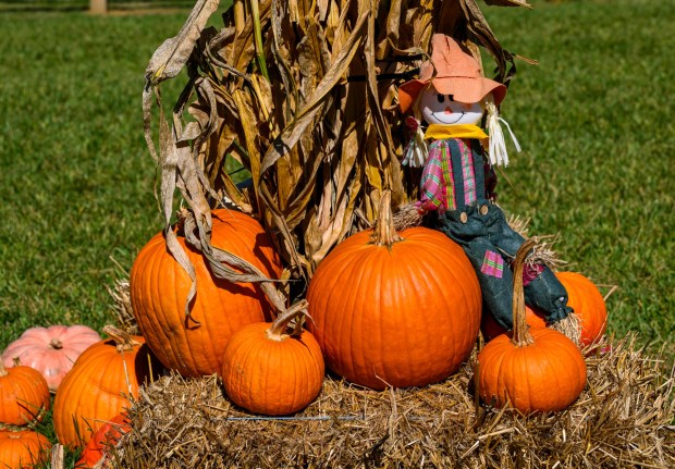 Sisters Laura, 4, and Holly, 1, run and play on haystacks Friday, Sept. 25, 2026, at Valley Fruits & Veggies on Locust Road in East Allen Township. Valley Fruits & Veggies offers snacks like apple cider slushies and handmade apple cider donuts, as well as a corn maze, tractor rides, goats and a fun play area. (April Gamiz/The Morning Call)