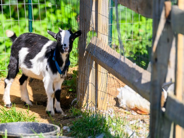 Goats enjoy the weather Friday, Sept. 25, 2026, at Valley Fruits & Veggies on Locust Road in East Allen Township. Valley Fruits & Veggies offers snacks like apple cider slushies and handmade apple cider donuts, as well as a corn maze, tractor rides and a fun play area. (April Gamiz/The Morning Call)