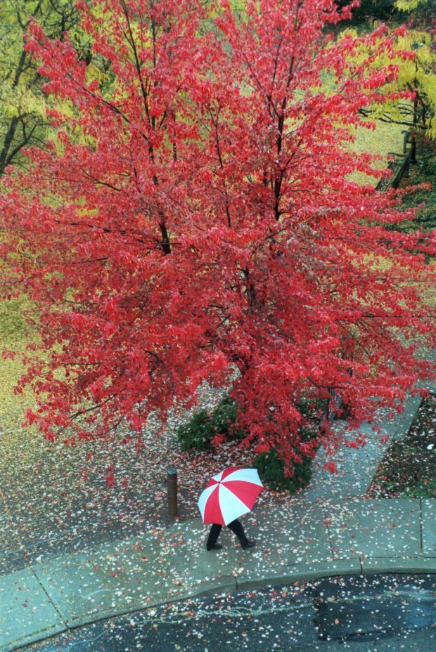 A pedestrian walks under colorful foliage along Walnut Street in Bethlehem in this file photo. Tuesday was the first day of fall, and ushered in seasonal weather, with high temperatures in the 60s. (Fran Kittek/ The Morning Call)