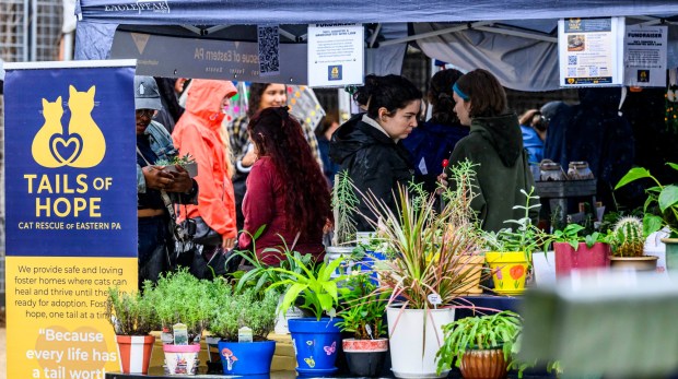 People shop for plants and cat items at Tails of Hope Cat Rescue of Eastern PA on Sunday, Sept. 20, 2026, during the Lehigh Valley Wicked Plant Festival at the ArtsQuest Center at SteelStacks in Bethlehem. (April Gamiz/The Morning Call)