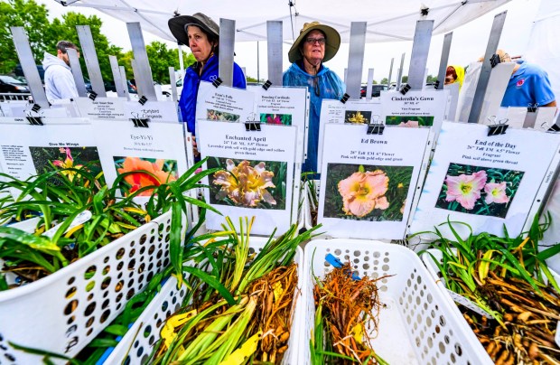 Kim Belletto and Anne Zagarella, members of the Delaware Valley Daylily Society, answer questions on more than 120 daylily varieties they had for sale Sunday, Sept. 20, 2026, during the Lehigh Valley Wicked Plant Festival at the ArtsQuest Center at SteelStacks in Bethlehem.(April Gamiz/The Morning Call)
