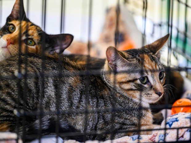 Rescue kittens rest at Tails of Hope Cat Rescue of Eastern PA on Sunday, Sept. 20, 2026, during the Lehigh Valley Wicked Plant Festival at the ArtsQuest Center at SteelStacks in Bethlehem.(April Gamiz/The Morning Call)