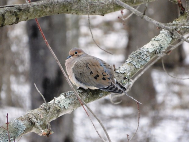 Pennsylvania's hunting season for mourning doves opened on Tuesday, Sept. 1. COURTESY OF TOM TATUM)