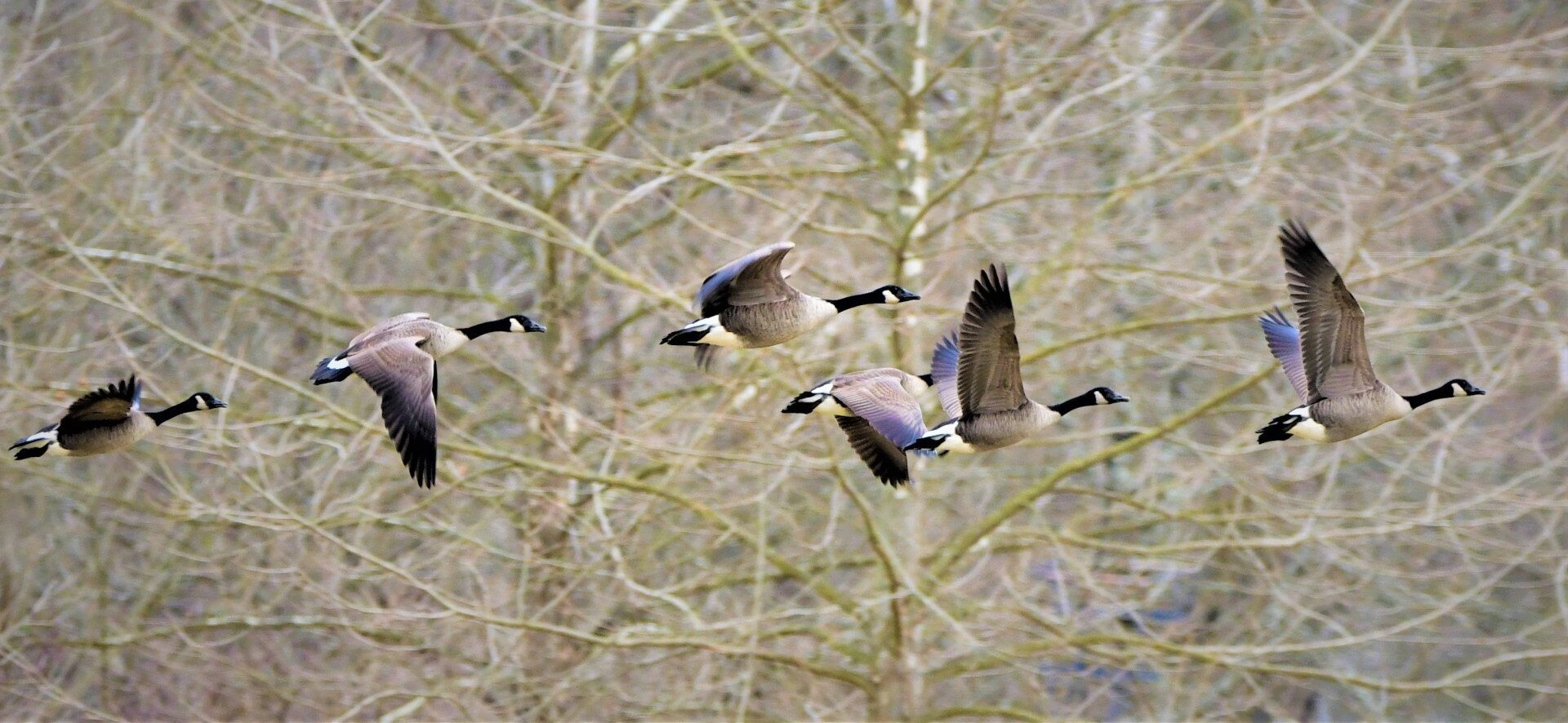 Outdoors: Fall hunting season opens in Pa. for migratory birds
