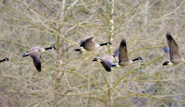 Outdoors: Fall hunting season opens in Pa. for migratory birds