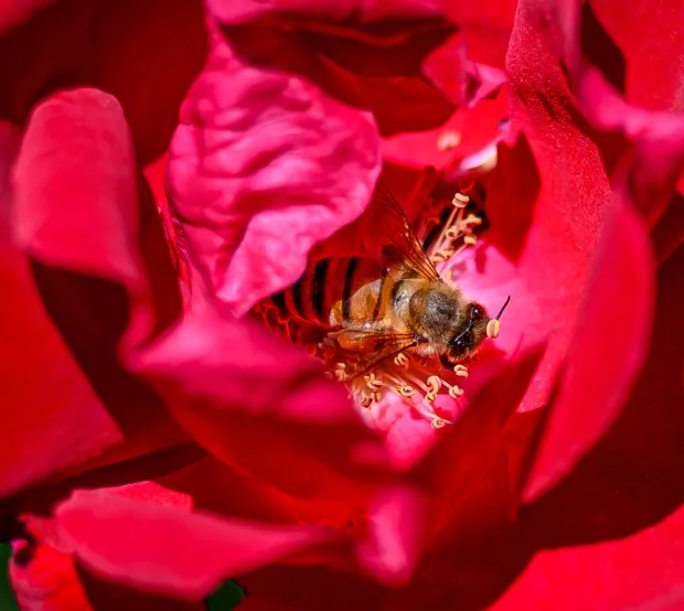 A bee is busy gathering pollen in the sunshine on Labor Day, Monday, Sept. 7, 2026, at the Bethlehem Rose Garden in Bethlehem. (April Gamiz/The Morning Call)