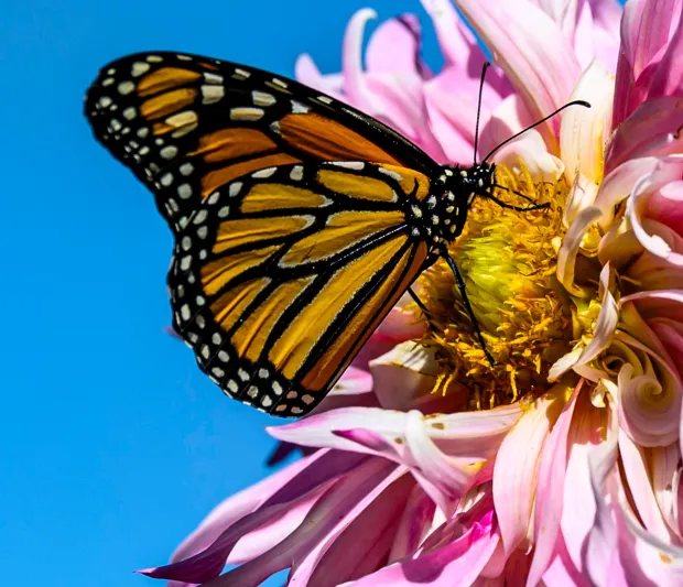 A Monarch butterfly seems to enjoy the beautiful weather on Labor Day, Monday, Sept. 7, 2026, at the Bethlehem Rose Garden in Bethlehem. (April Gamiz/The Morning Call)