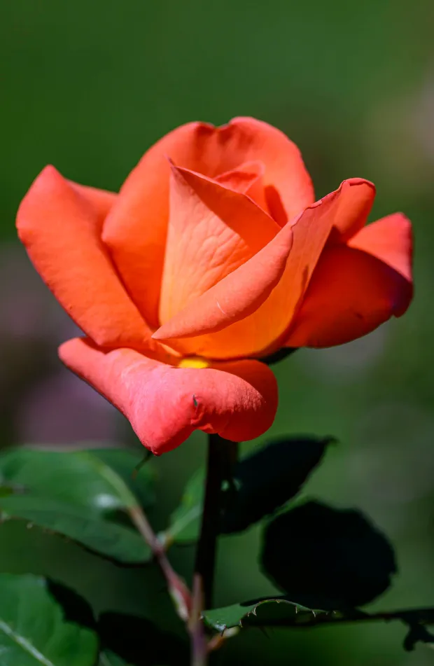 Roses and other flowers are in full bloom on Labor Day, Monday, Sept. 7, 2026, at the Bethlehem Rose Garden in Bethlehem. (April Gamiz/The Morning Call)