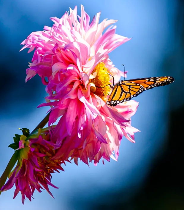 A Monarch butterfly seems to enjoy the beautiful weather on Labor Day, Monday, Sept. 7, 2026, at the Bethlehem Rose Garden in Bethlehem. (April Gamiz/The Morning Call)