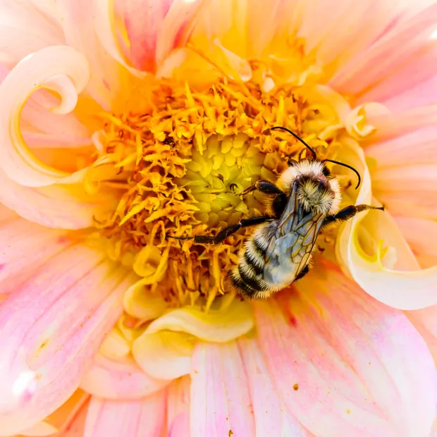 A bee is busy gathering pollen in the sunshine on Labor Day, Monday, Sept. 7, 2026, at the Bethlehem Rose Garden in Bethlehem. (April Gamiz/The Morning Call)