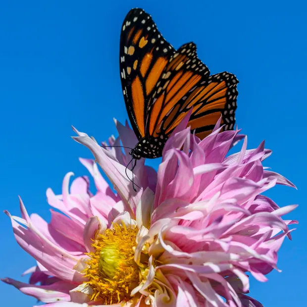 A Monarch butterfly seems to enjoy the beautiful weather on Labor Day, Monday, Sept. 7, 2026, at the Bethlehem Rose Garden in Bethlehem. (April Gamiz/The Morning Call)