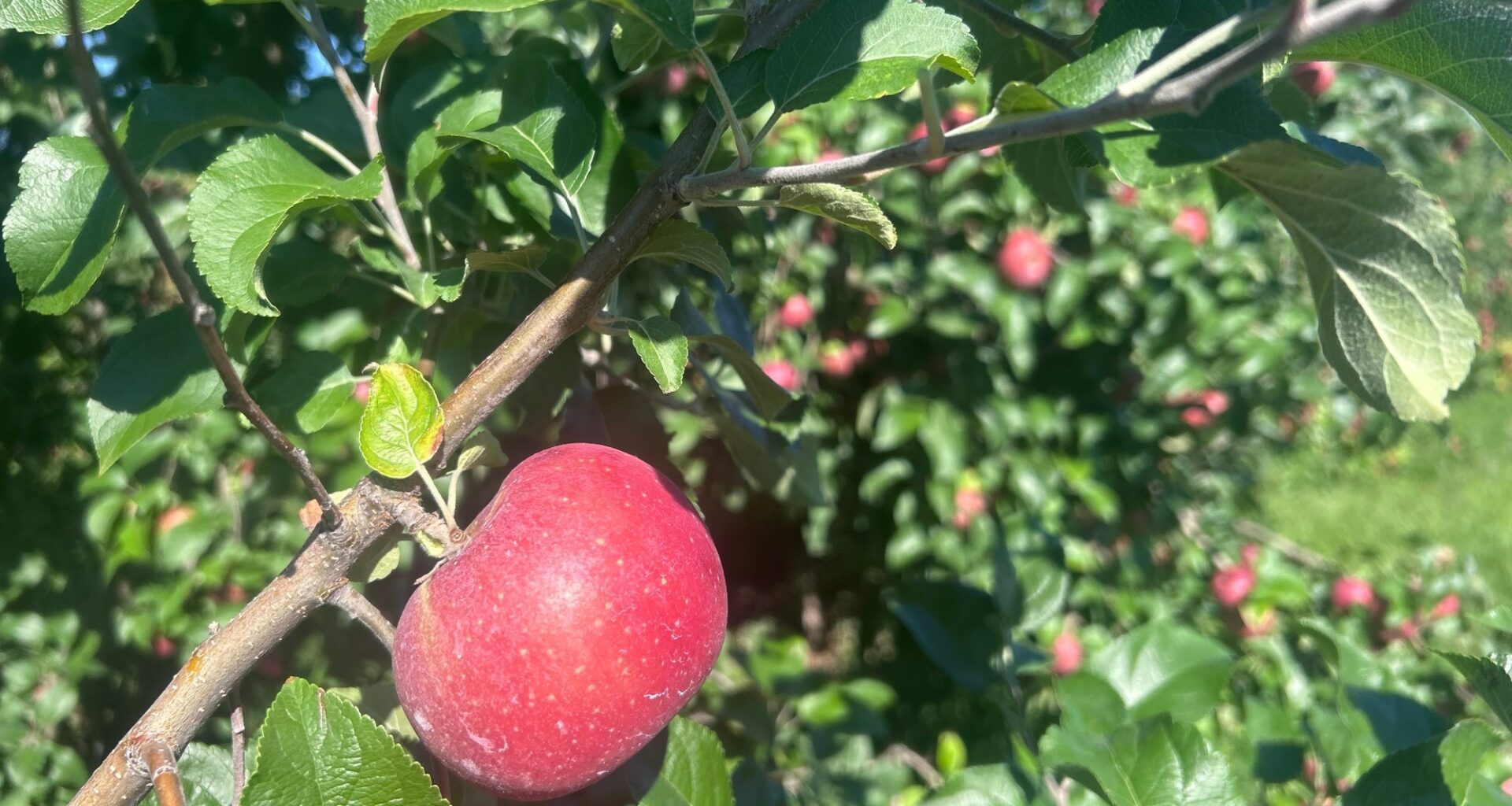 This storied apple is Pa.’s most grown, but you’ve probably never seen it in the produce section
