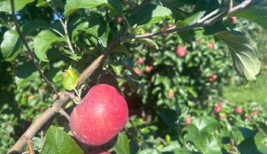 This storied apple is Pa.’s most grown, but you’ve probably never seen it in the produce section