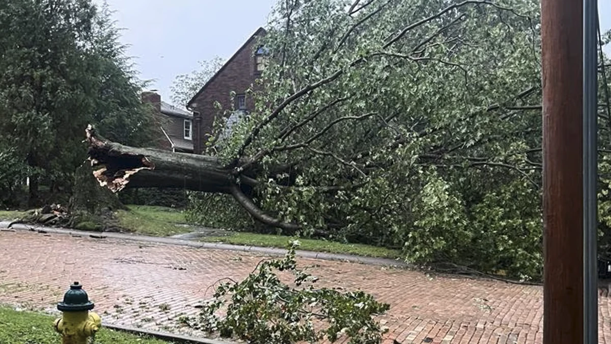 Tree downed in Oakmont, Allgheny County on September 4, 2026 after severe storms on September 2-3.