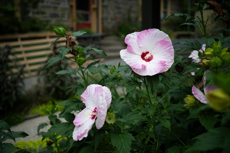 A couple transformed their Merion Station yard into a pollinator haven.