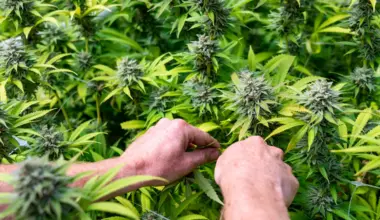 Pennsylvania Senate Democrats Highlight Need To Legalize Marijuana With New Hearing