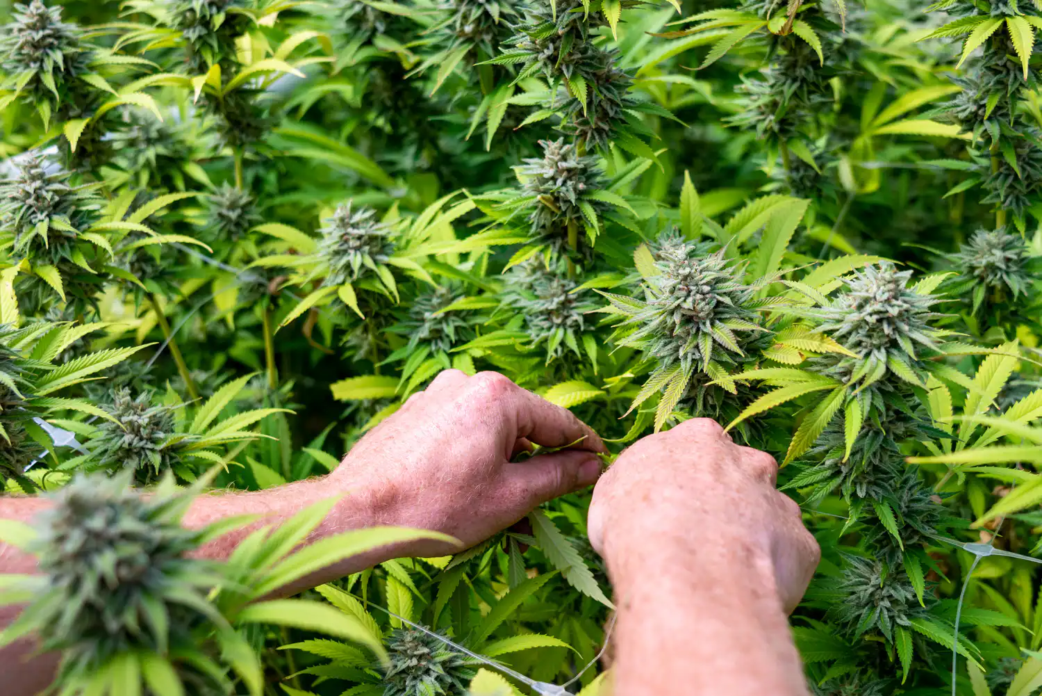 Pennsylvania Senate Democrats Highlight Need To Legalize Marijuana With New Hearing