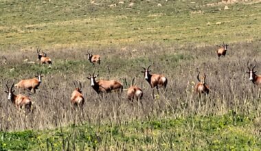 Bethlehem nature reserve carrying three times recommended game capacity