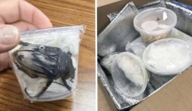 Philly customs officers seize rare beetles from alleged smugglers